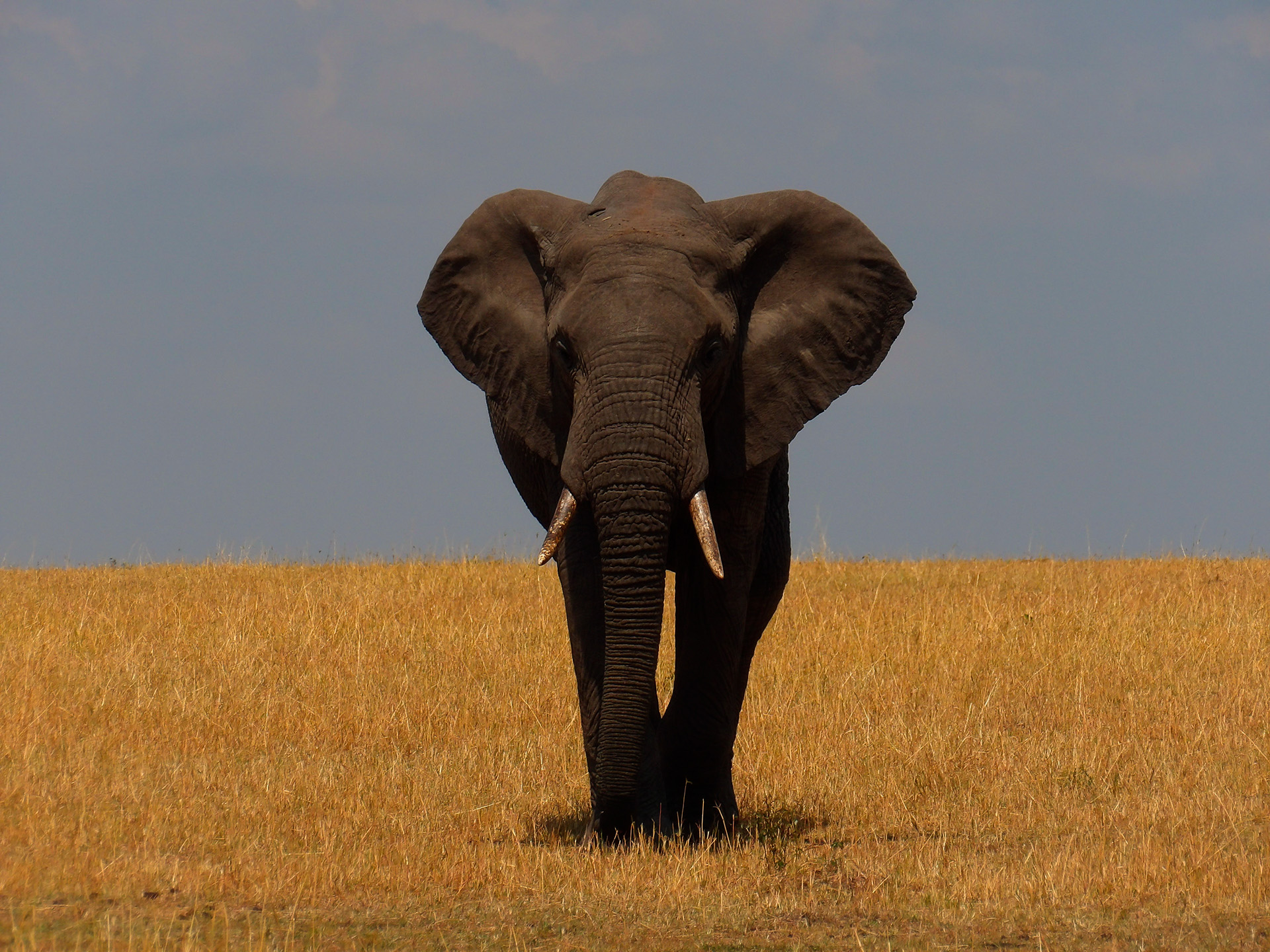 Eléphant avançant à travers le Tarangire National Park. Tanzanie