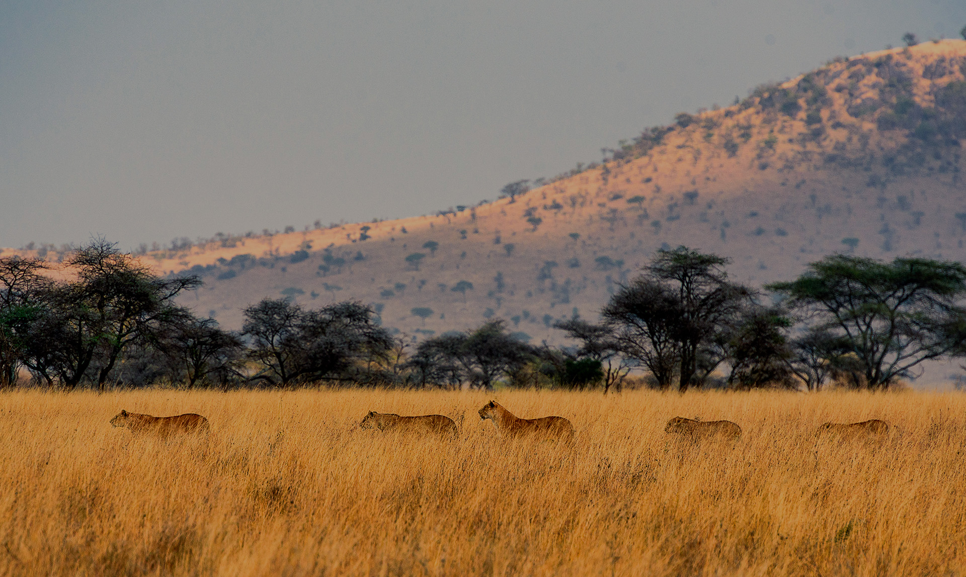 Traversée de Lion dans le parc du Serengeti en Tanzanie