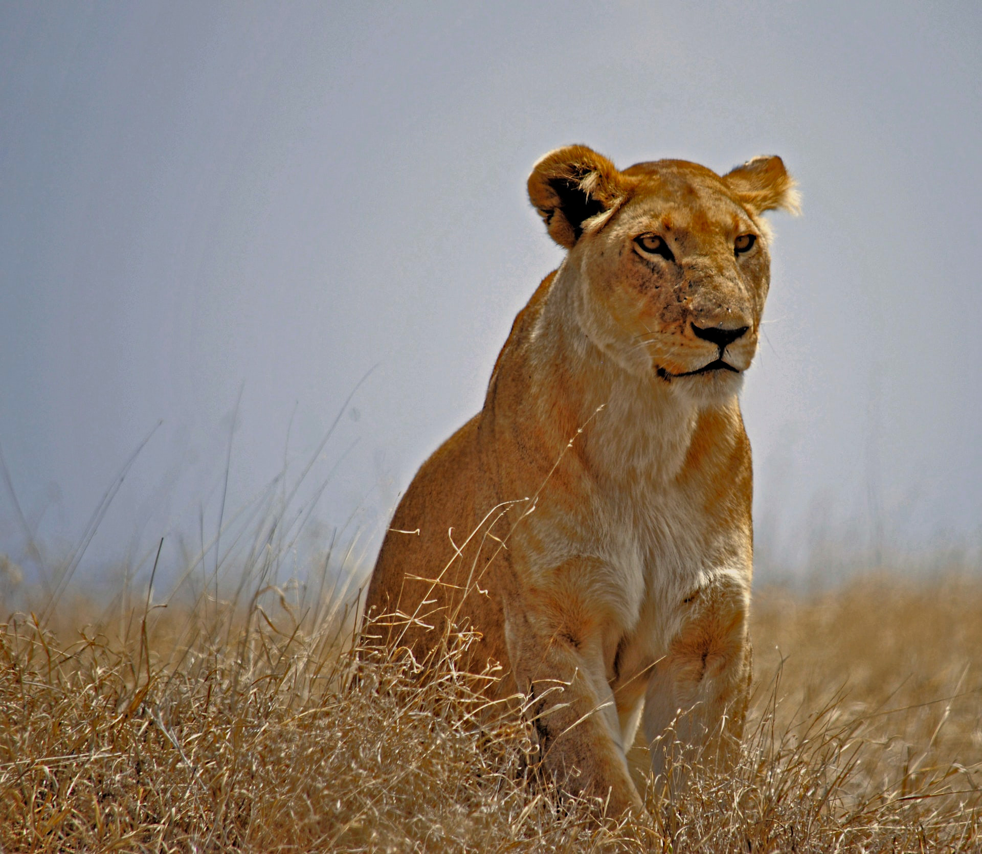 Lion aux aguets. Parc National Du Serengeti, Tanzanie